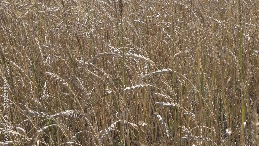 Field of golden ripe wheat ready to be harvested in summer sunny day Field of golden ripe wheat ready to be harvested in summer sunny day