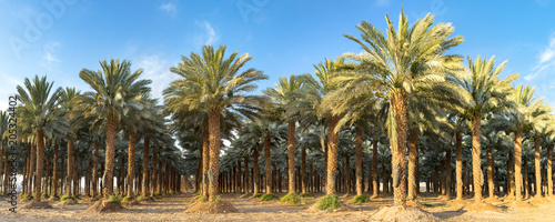 Plantation of date palms. Image depicts advanced tropical agriculture in the Middle East