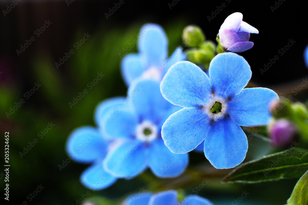 blue spring flowers so close blue spring flowers so close