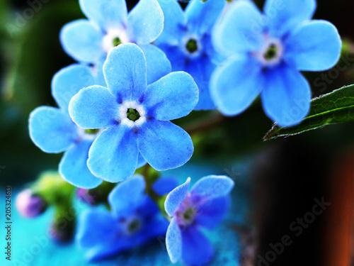 blue spring flowers so close © sabdiz