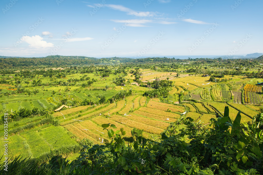 Panorama of valley with rice fields, Bali island, Indonesia.