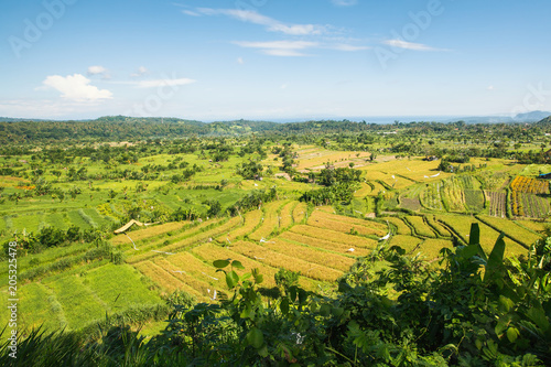 Panorama of valley with rice fields  Bali island  Indonesia.