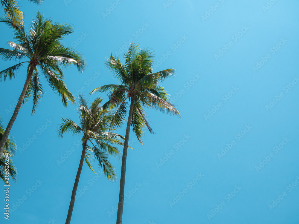 Coconut Palm Tree Summer
