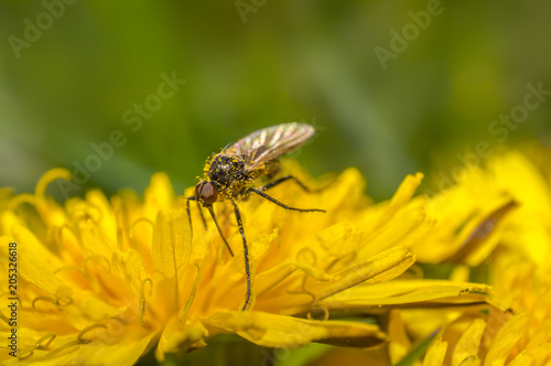 March fly on a dandelion in the summer season © Mario Plechaty