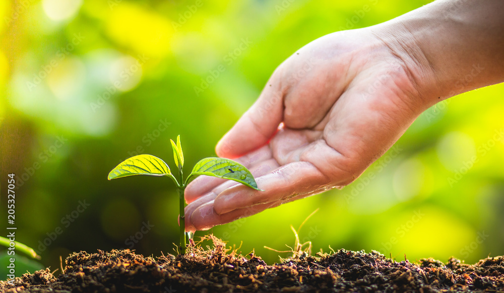 Planting trees Tree Care save world,The hands are protecting the seedlings  in nature and the light of the evening foto de Stock | Adobe Stock