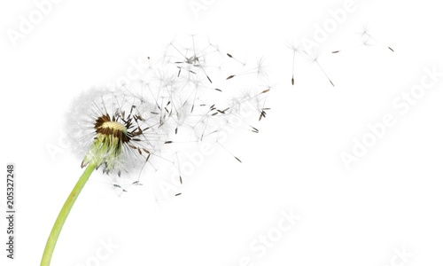 Dandelion with blowing seeds