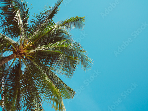 Coconut Palm Tree Summer