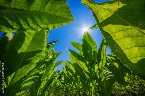 Tobacco planted at the farm on a bright blue day.