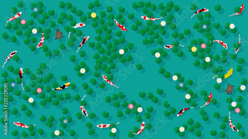 蓮池で泳ぐコイとカメ