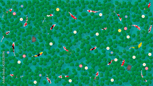 蓮池で泳ぐコイとカメ