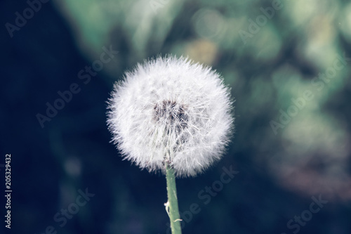 Fototapeta Naklejka Na Ścianę i Meble -  Fluffy white dandelion against the background of grass