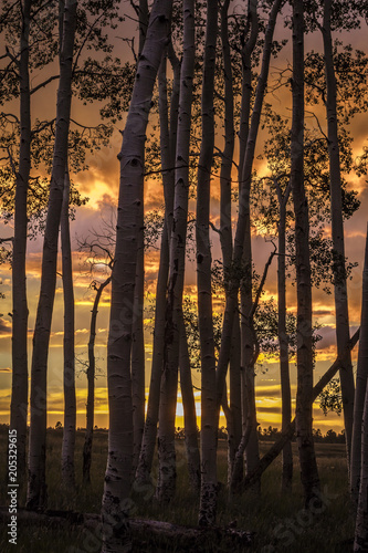 RIDGWAY  COLORADO - Aspens at Sunset  Hastings Mesa Colorado near Ridgway