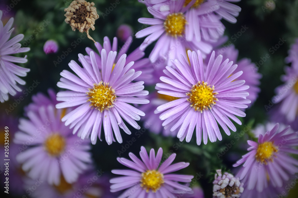 The litle Asters The litle Asters