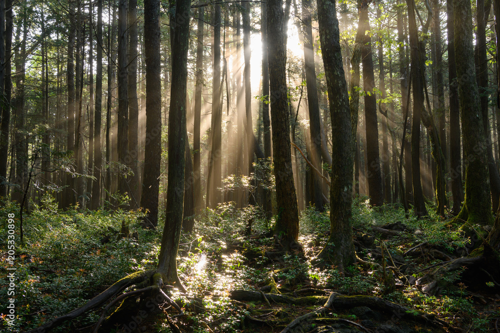 Obraz premium 雨上がりの青木ヶ原樹海