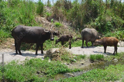 Carabao, water buffalo herd in the nature of the Philippines.