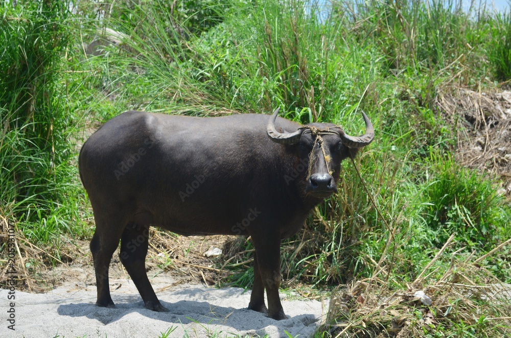 Philippine Carabao