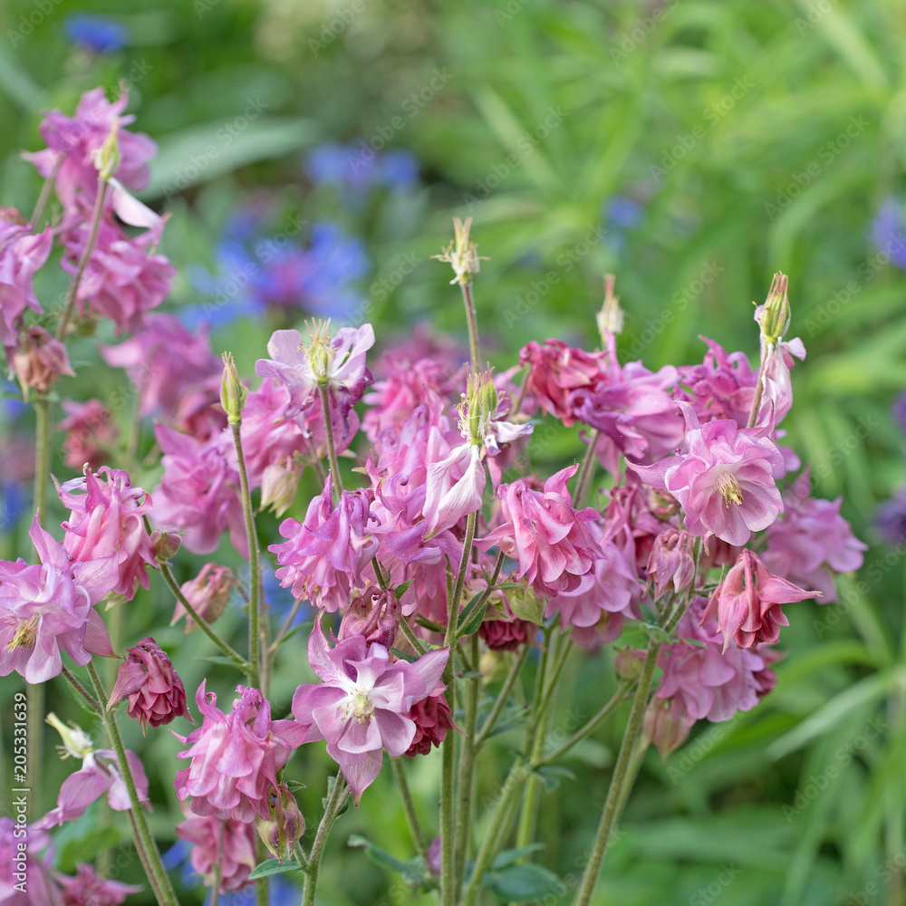 Obraz premium Akelei, Aquilegia