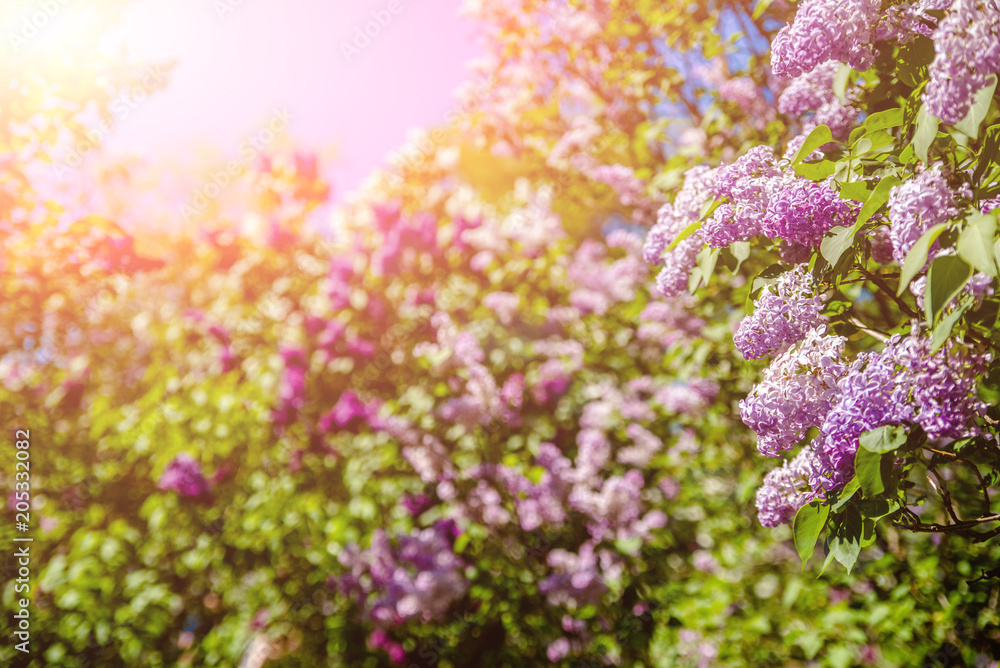Fototapeta premium Blooming pink lilac against the blue sky