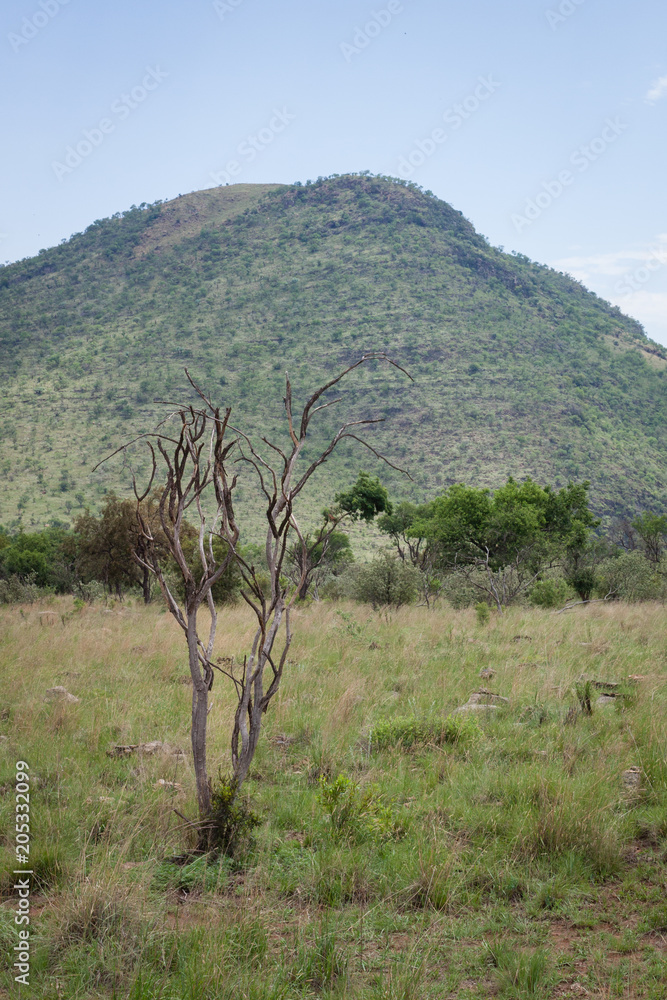 Landscape of the African savanna with a old tree in the foreground