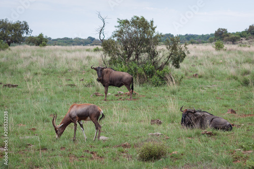 Antelopes resting in the middle of grass and trees in the African savanna