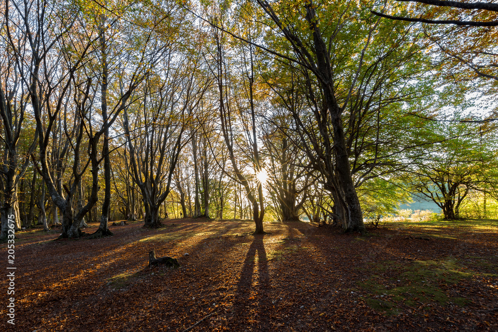 Trees in a wood with low sun filtering through, long shadows and