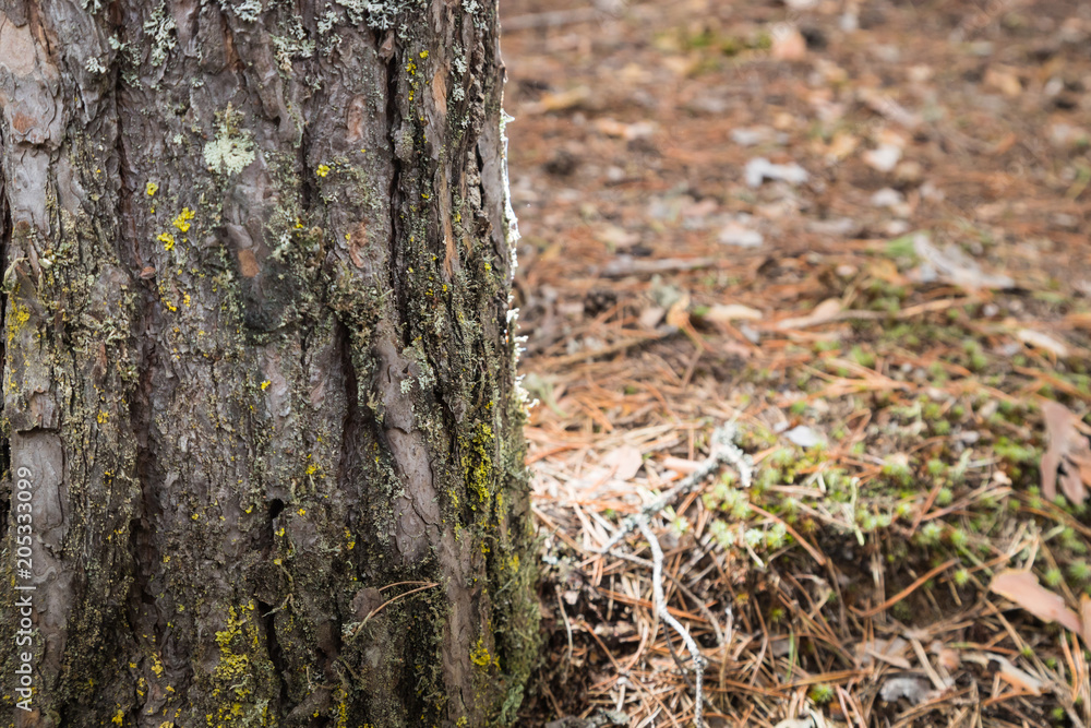 A tree in a pine forest in early spring A tree in a pine forest in early spring