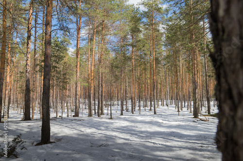 A tree in a pine forest in early spring