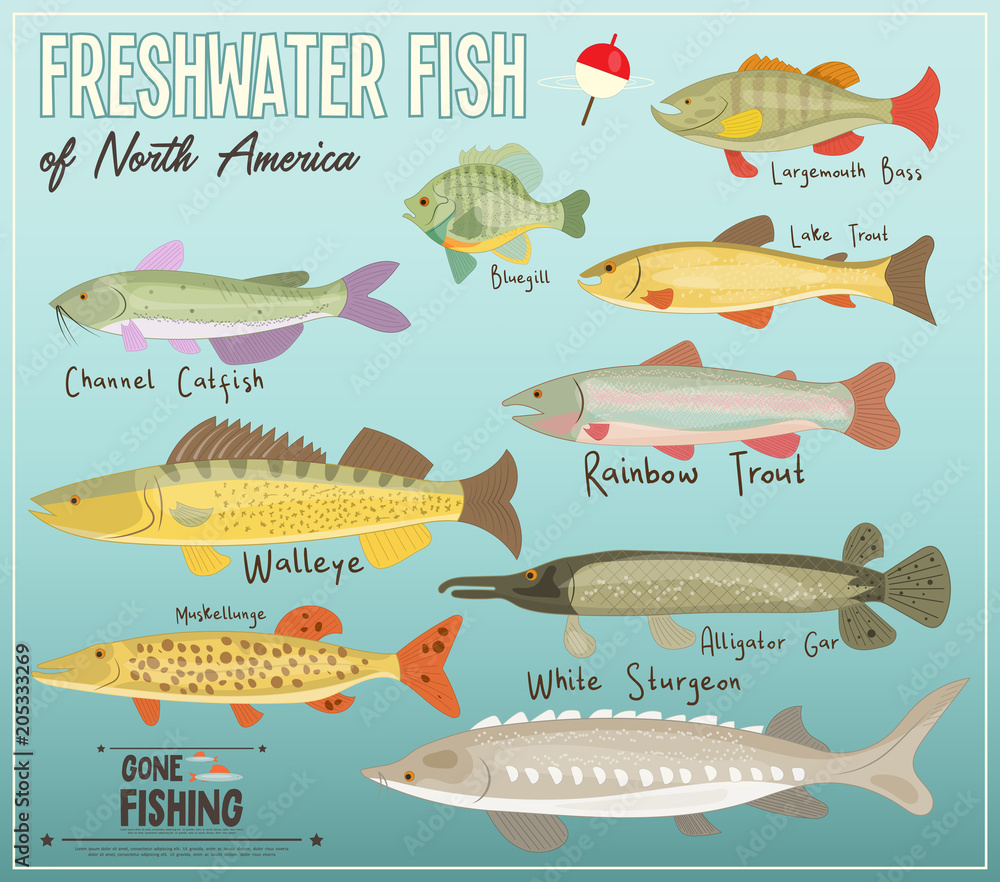 Obraz premium Freshwater Fish of North America