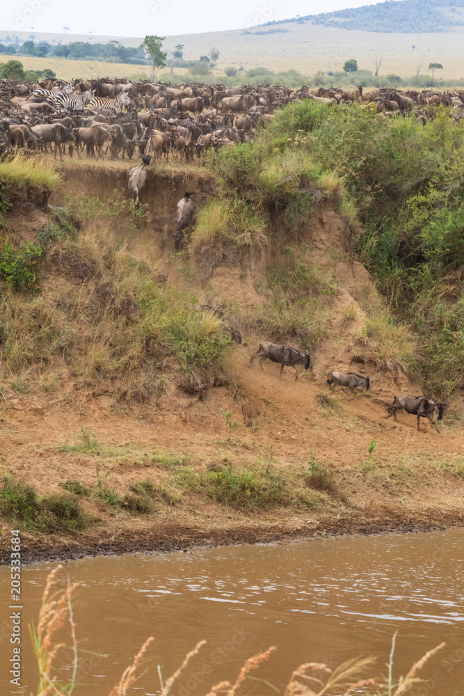 The migration of large herds of wildebeest on Mara River. Africa The migration of large herds of wildebeest on Mara River. Africa