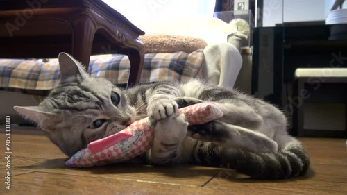 Cute American Shorthair Cat playing with a toy photo