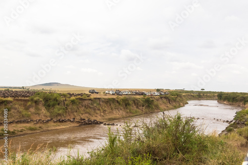 Observation of crossing. Landscape with large herds of wildebeest. Kenya