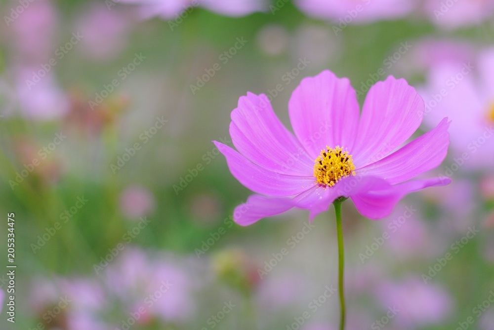 pink cosmos flower blooming in the field
pink cosmos flower blooming in the field