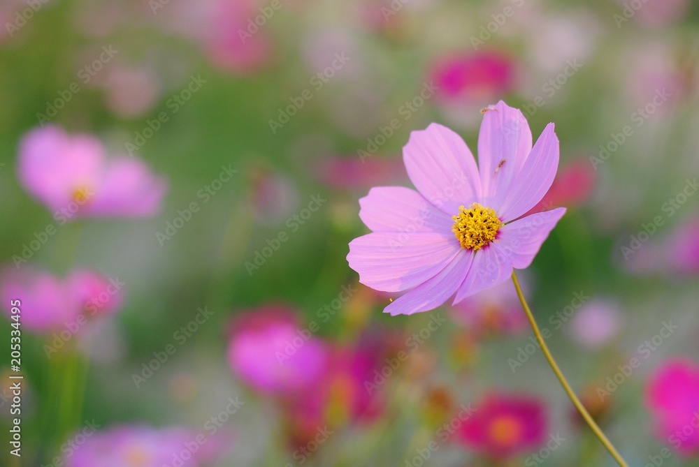 pink cosmos flower blooming in the field
pink cosmos flower blooming in the field