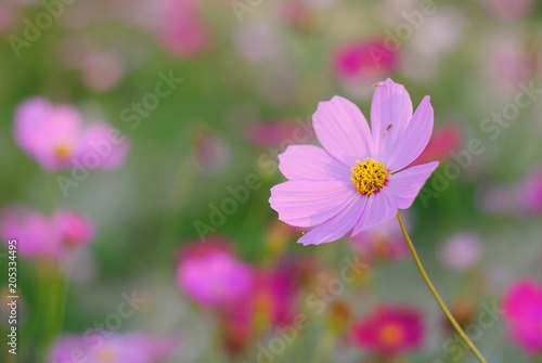pink cosmos flower blooming in the field      