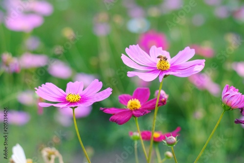Cosmos pink flower in the garden