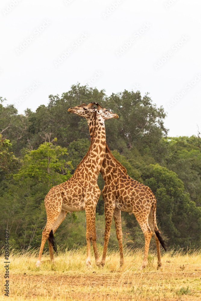 The battle of giraffes in the savannah. Masai Mara, Kenya The battle of giraffes in the savannah. Masai Mara, Kenya