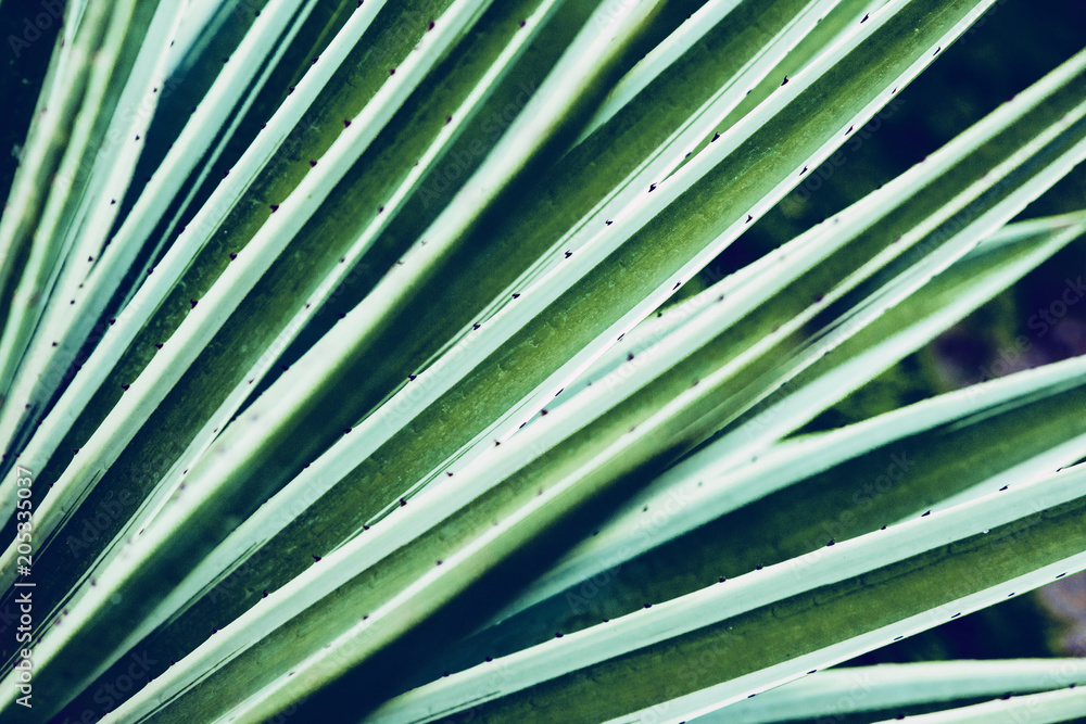 Cactus aloe vera closeup. Natural natural background. The concept of natural geometry Cactus aloe vera closeup. Natural natural background. The concept of natural geometry