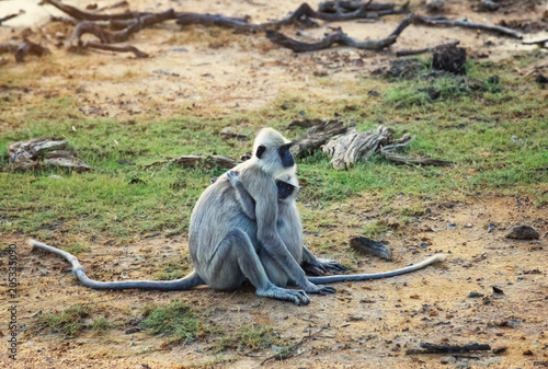 Monkey mother with baby in Yala National Park, Sri Lanka © oriolegin11