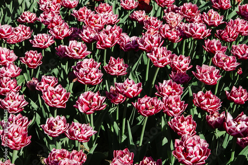The group tulip form lotos with purple-white color edgy petals. 