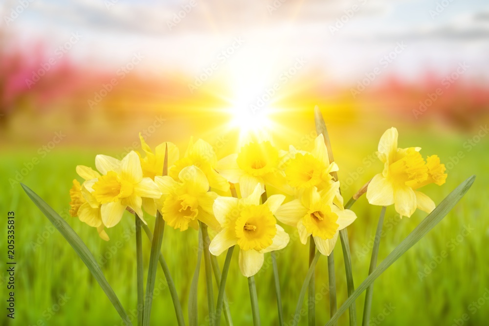 Fototapeta premium Daffodil.