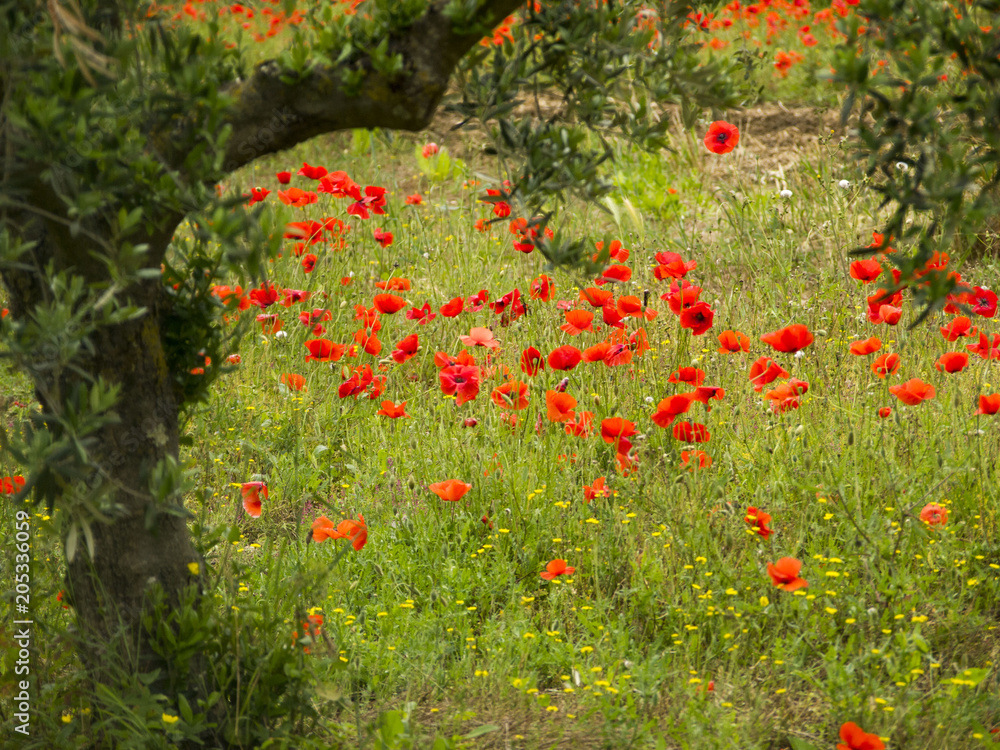 Italia, Toscana, un campo di fiori di Papavero