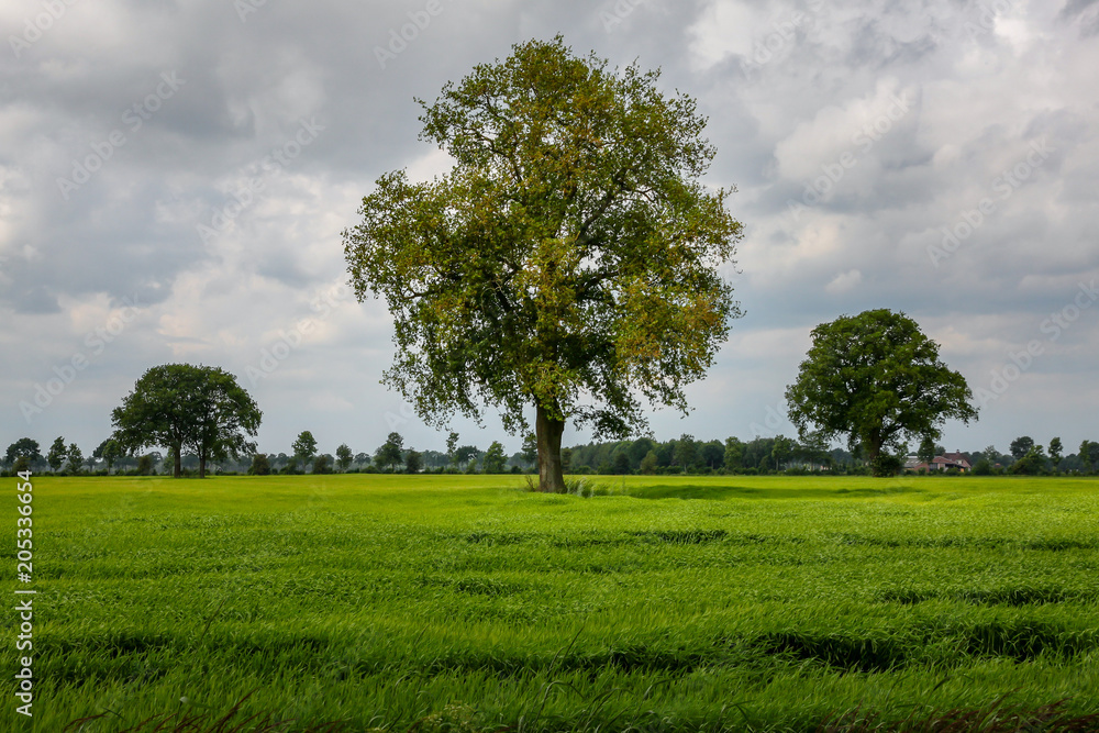 Fototapeta premium Tree on a grass field