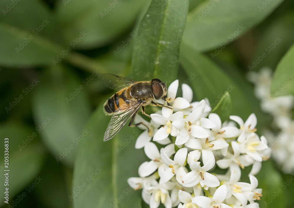 Close-up detail of a honey bee apis collecting pollen on  flower in garden