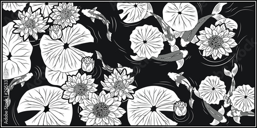Lotus pond and koi fish