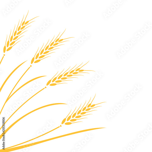Wheat field background.