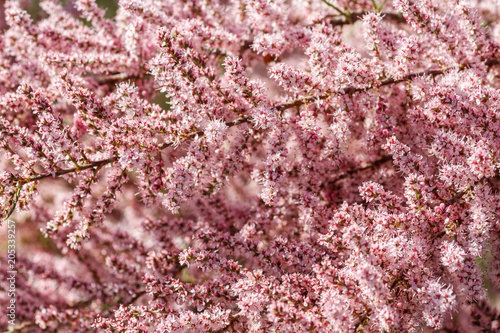 Detalle de ramas con flores de Tamarix ramosissima. Tamarindo rosa, Taray catina.