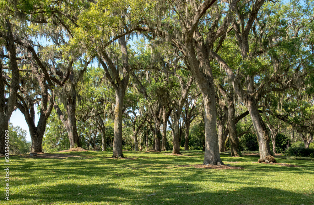 Trees covered with Spanish moss.