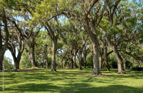 Trees covered with Spanish moss.