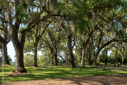 Trees covered with Spanish moss.