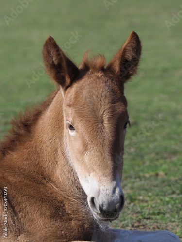 Suffolk Foal Headshot